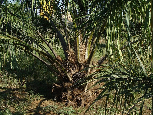 Eliminating Deforestation in the Palm Oil Supply Chain with Causal AI